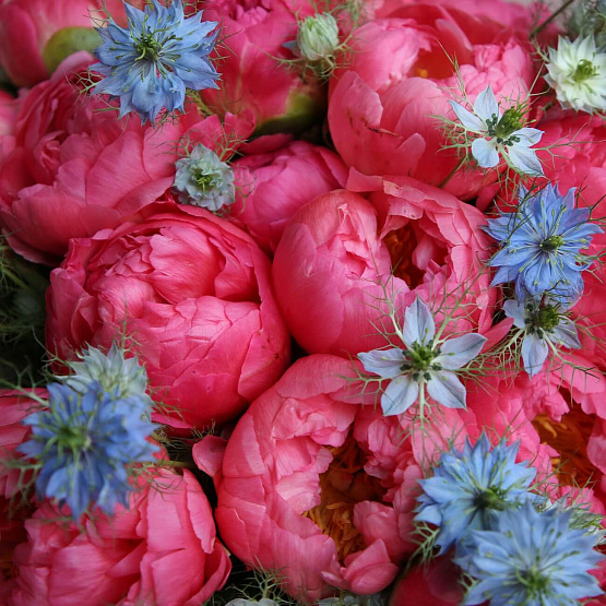 “Peonies and Nigella” Duo Bouquet