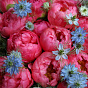“Peonies and Nigella” Duo Bouquet