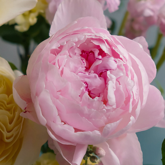 “Sugar Meringue” Trio Bouquet