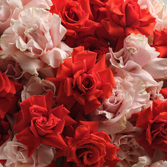French Rose Pink Mondial and Nina Mix