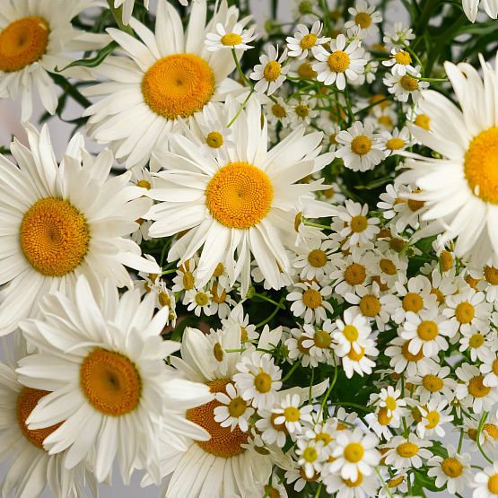 “Chamomile Tea” Duo Bouquet