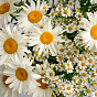 “Chamomile Tea” Duo Bouquet