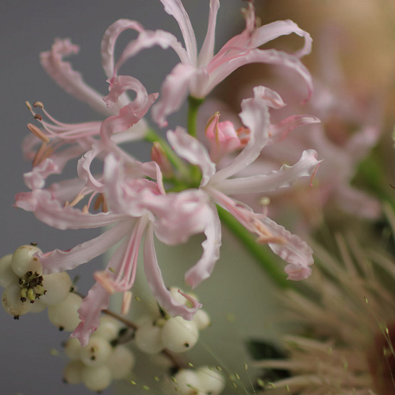 “Tender Dreams” Bouquet