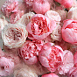 “Sugar Meringue” Trio Bouquet