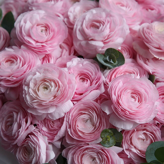 Pink Ranunkulyus Mono Bouquet