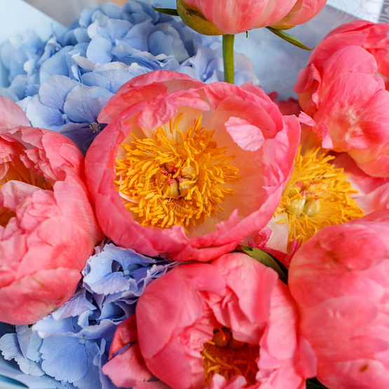Peonies “Coral Charm” and Hydrangea Bouquet