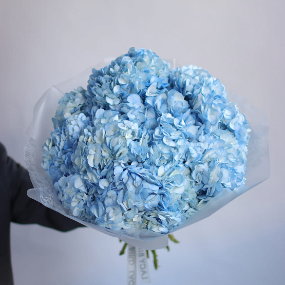 Blue Hydrangea