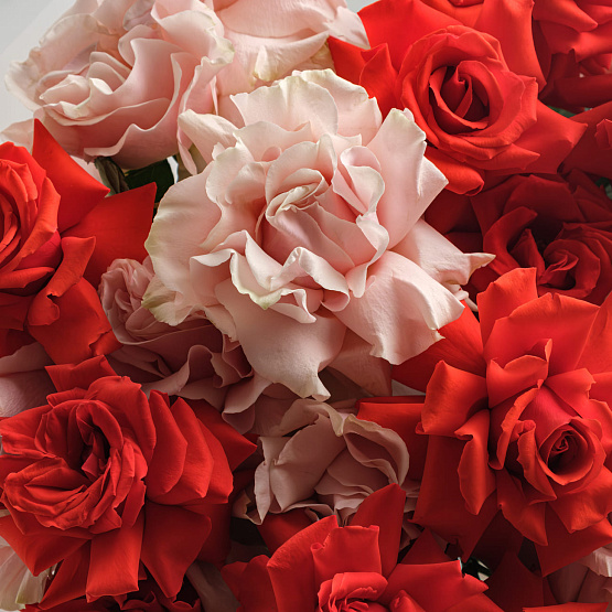 French Rose Pink Mondial and Nina Mix