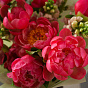 “Raspberry Souffle” Duo Bouquet