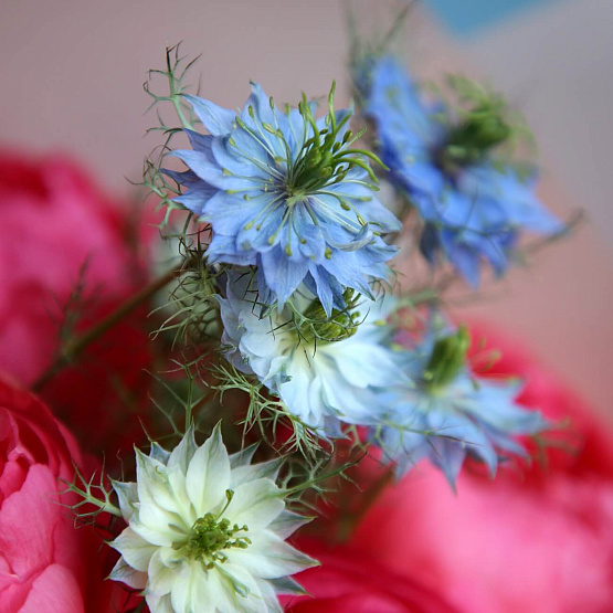 “Peonies and Nigella” Duo Bouquet