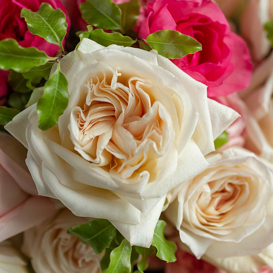 Garden Roses Vivid Mix