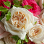 Garden Roses Vivid Mix