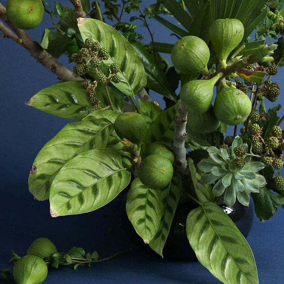 Композиция с инжиром