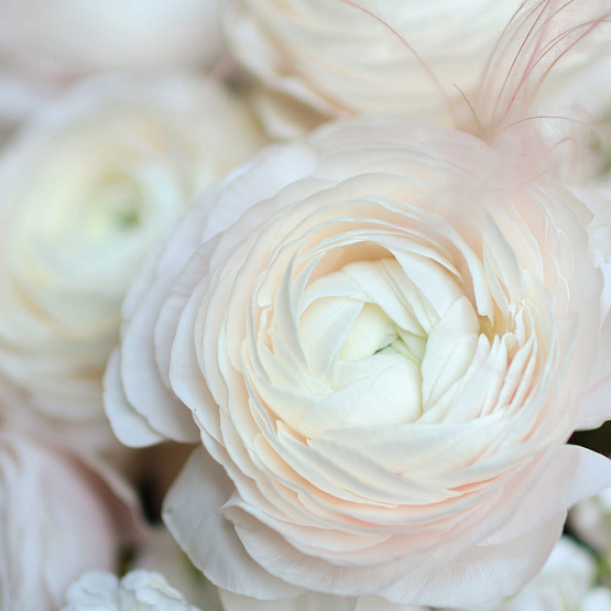 “Delicacy” Hatbox