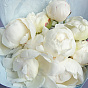 White peonies