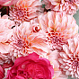 Dahlias and Garden Roses Duo Bouquet