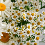“Chamomile Tea” Duo Bouquet