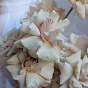 “Cream” Bridal Bouquet
