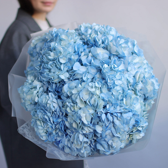 Blue Hydrangea