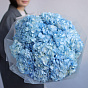 Blue Hydrangea
