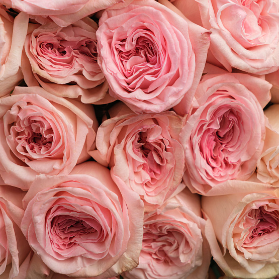 “Heart flutter” Mono Bouquet