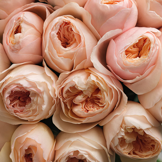 “Peach Glow” Mono Bouquet