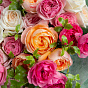 Garden Roses Vivid Mix