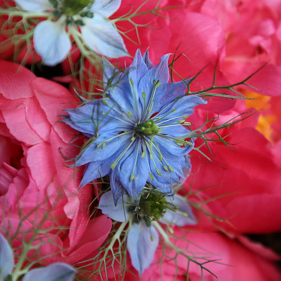 “Peonies and Nigella” Duo Bouquet