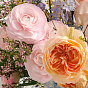 “Spring Whim” Signature Bouquet