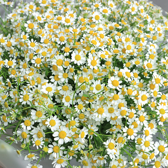 Монобукет из танацетума