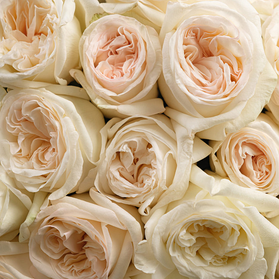 “Pure charm” Mono Bouquet